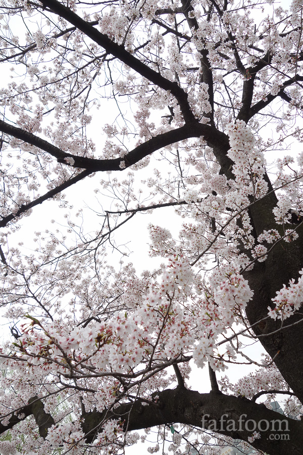 Sakura tree at Ueno Park, Tokyo