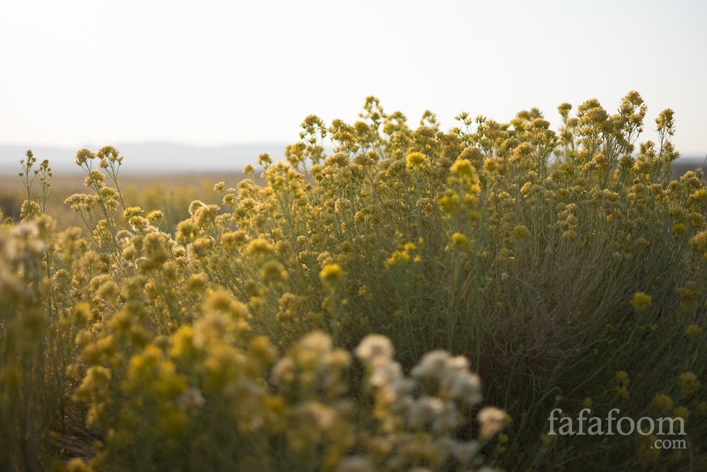 Leaving Winter Cradle - Yellow Flowers during Sunset