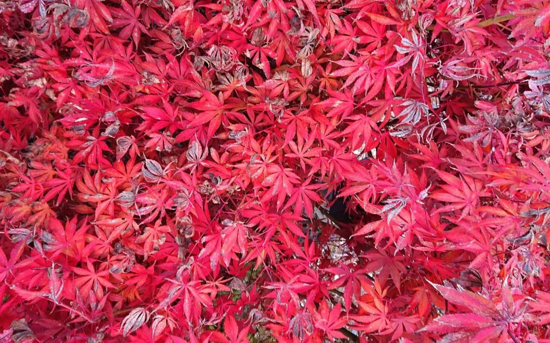 Natural Dyeing with Japanese Maple Leaves: Notes from a First-timer