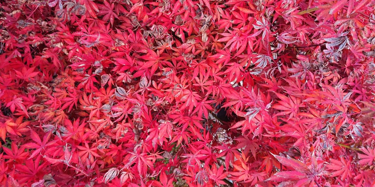 Natural Dyeing with Japanese Maple Leaves: Notes from a First-timer