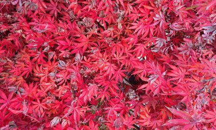 Natural Dyeing with Japanese Maple Leaves: Notes from a First-timer