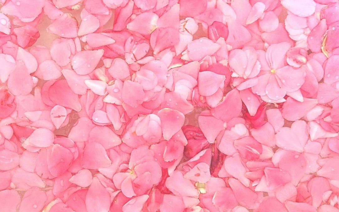 Pink Delight! Natural Dyeing with Camellia Flowers