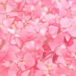 Pink Delight! Natural Dyeing with Camellia Flowers