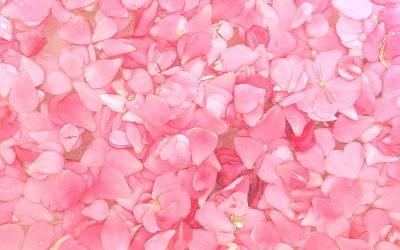 Pink Delight! Natural Dyeing with Camellia Flowers
