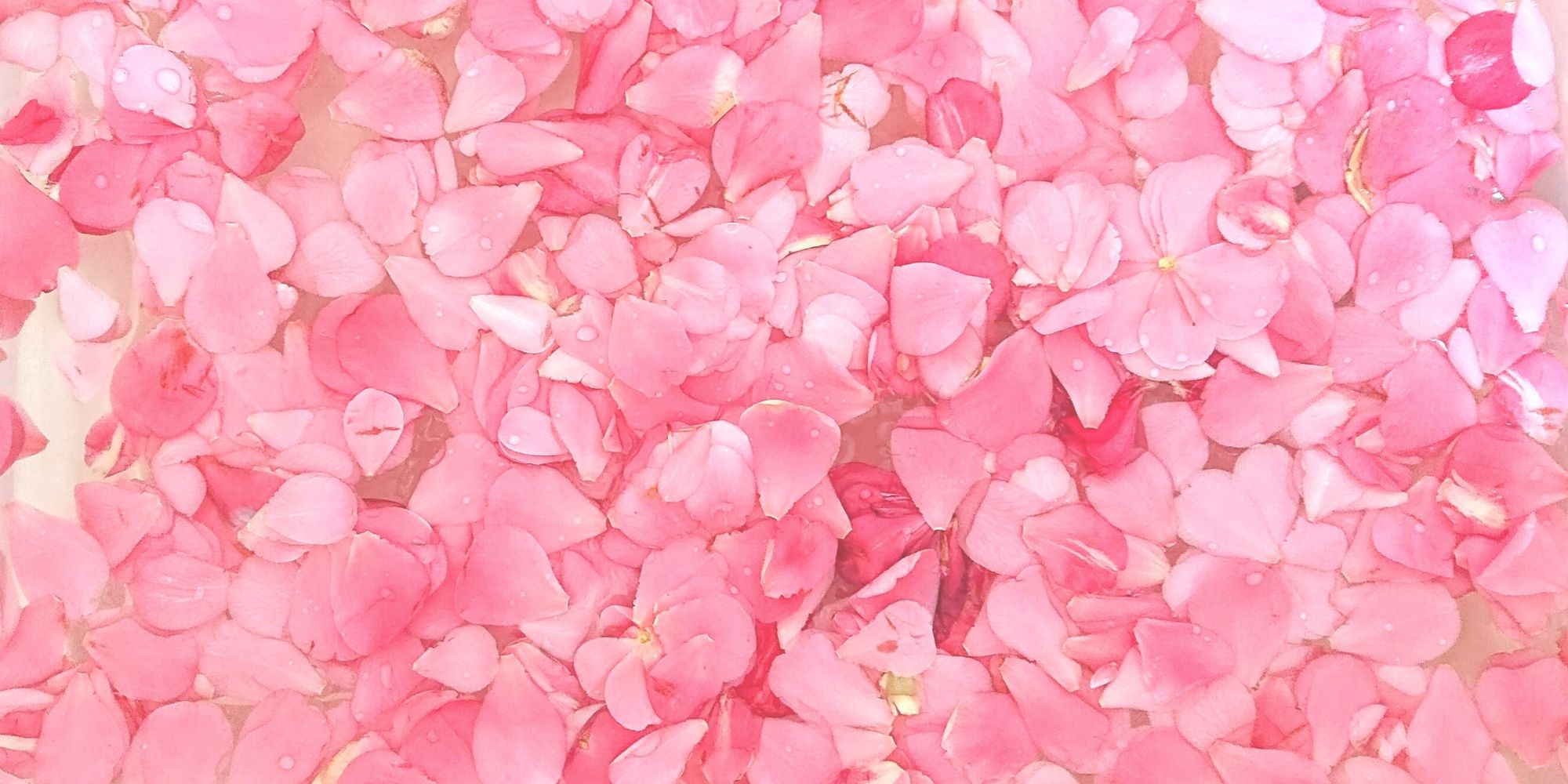 Natural Dyeing with Camellia Flowers